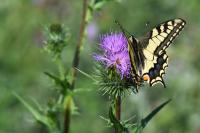 Papilio machaon