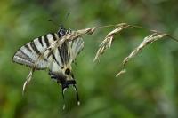 Iphiclides podalirius