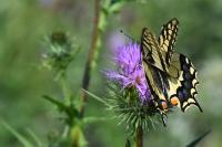 Papilio machaon
