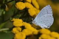 Celastrina argiolus