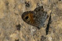 Lasiommata maera