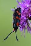 Zygaena transalpina