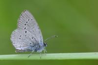 Cupido minimus