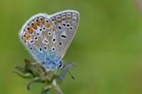 Polyommatus icarus