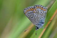 Aricia agestis