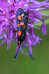 Zygaena transalpina