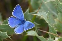 Lysandra bellargus