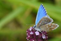 Lysandra bellargus