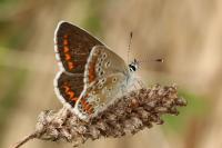 Aricia agestis