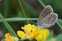 Polyommatus icarus