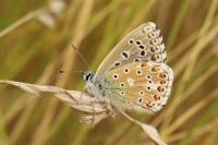 Lysandra bellargus