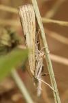 Agriphila inquinatella