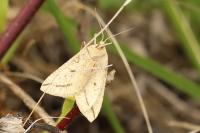 Aspitates gilvaria