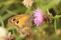 Pyronia tithonus