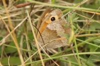 Maniola jurtina