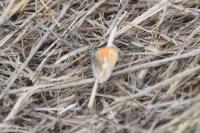 Coenonympha pamphilus
