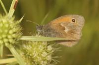 Coenonympha pamphilus