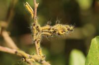 Phalera bucephala