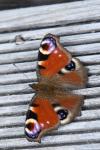 Aglais io