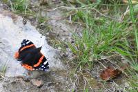 Vanessa atalanta