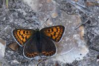 Lycaena tityrus