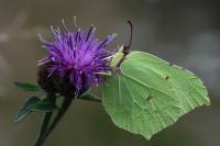 Gonepteryx rhamni