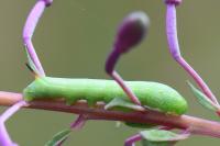 Proserpinus proserpina