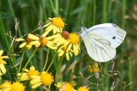 Pieris napi