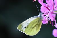 Pieris napi