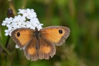 Pyronia tithonus