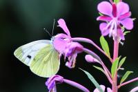 Pieris napi