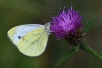 Pieris napi