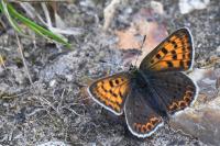 Lycaena tityrus