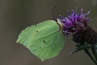 Gonepteryx rhamni