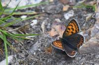 Lycaena tityrus