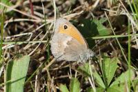 Coenonympha pamphilus