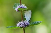 Celastrina argiolus