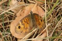 Lasiommata megera