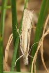 Agriphila inquinatella