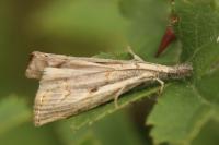 Agriphila geniculea