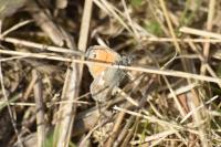 Coenonympha pamphilus