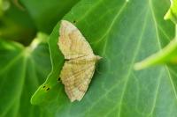 Camptogramma bilineata