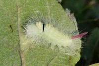 Calliteara pudibunda