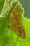 Camptogramma bilineata