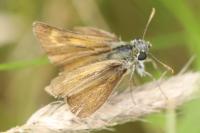 Thymelicus acteon