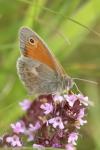 Coenonympha pamphilus