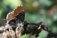 Cacyreus marshalli