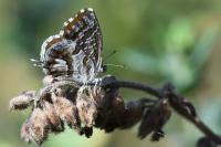 Cacyreus marshalli