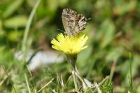 Cacyreus marshalli