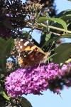 Vanessa cardui